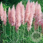 Cortaderia selloana 'Rose Plume' GM C5