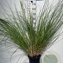 Cortaderia s. 'Pumila' GM 7,5L