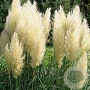 Cortaderia s. 'White Plume' GM C5
