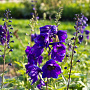 Delphinium cultorum 'Pacific Giants Black Knight' GM P9