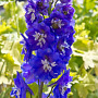 Delphinium cultorum 'Pacific Giants Blue Bird' GM P9
