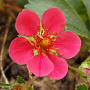 Fragaria 'Swissheart' C1.5 wortelecht