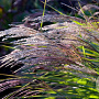 Miscanthus sinensis 'Grosse Fontaine' GM C1.3