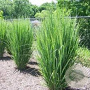 Panicum virgatum 'Northwind' GM C1.3