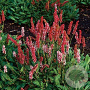 Persicaria amplexicaulis 'Dark Red' GM 2,0L