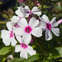 Phlox 'Famous White' GM P9