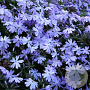 Phlox (S) Fabulous Blue Dark Center GM P9