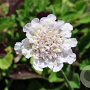 Scabiosa columbaria 'Kudo White' GM P9