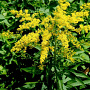 Solidago canadensis 'Goldkind' GM P9