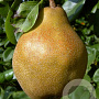 Pyrus communis 'Juttepeer' 25-30 HO draadkluit
