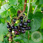 Ribes nigrum 'Black Marble' C1.5 wortelecht
