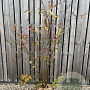 Amelanchier lamarckii 150-175 cm met kluit struik 50
