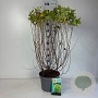 Physocarpus opulif. 'Dart's Gold' 60-80 cm 10L