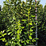 Prunus l. 'Novita' 175-200 cm draadkluit extra