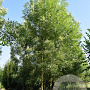 Fraxinus ang. 'Raywood' 16-18 HO draadkluit
