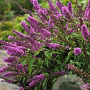 Buddleja davidii 'Free Petite' 25-30 cm 2,0L