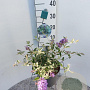 Buddleja Free Petite Blue Heaven 30-40 cm 3,0L