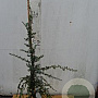 Tsuga can. 'Pendula' 60-80 cm 5,0L