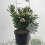 Viburnum tin. 'Eve Price' 30-40 cm 3,0L