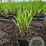 Hakonechloa macra plantgoed P9