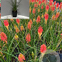 Kniphofia 'Papaya Popsicle' GM 2,0L