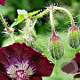 Geranium phaeum GM P9