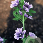 Malva sylvestris GM P9