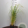 Pennisetum alopecuroides 'Compressum' GM P9