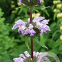 Phlomis samia GM P9
