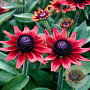 Rudbeckia hirta 'Cherry Brandy' GM P9