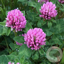 Trifolium pratense GM P9