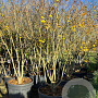 Acer campestre 250-300 cm container meerstammig opgekroond