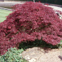 Acer pal. 'Burgundy Lace' 150-175 cm cont. 80L