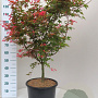 Acer pal. 'Deshojo' 100-125 cm 20L