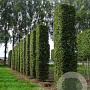 Carpinus betulus GM draadkluit Blokvorm 60x60x275 cm