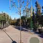 Carpinus betulus 200 cm stam container 16-18 leiboom