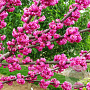 Cercis 'Pink Pom Poms' 200-250 cm cont. 80L