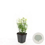Euonymus fort. 'Emerald 'n' Gold' GM P9