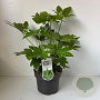 Fatsia japonica 40-50 cm 5,0L
