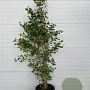 Ginkgo biloba 150-175 cm container 