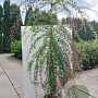Lespedeza thunbergii 200-250 cm 20L met stok