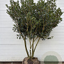 Osmanthus heterophyllus 175-200 cm cont. 240L meerstammig