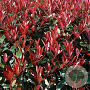 Photinia fraseri Carré Rouge 100-120 cm container  50 cm stam