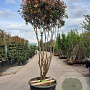 Photinia fraseri 'Robusta Compacta' 200-250 cm container 80 stam