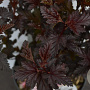 Physocarpus opulif. Panther 30-40 cm 3,0L
