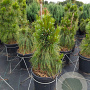 Pinus schwerinii 'Wiethorst' 60-80 cm 20L