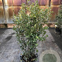 Quercus ilex 125-150 cm cont. 80L