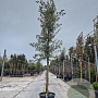 Quercus ilex 120 cm stam container 18-20