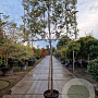 Quercus ilex 150 cm stam container 10-12 lei 150x120