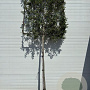 Quercus ilex 10-12 HO container leiboom